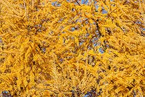 Biosphoto | 2093307 | Long-eared Owl (Asio otus) Adult in the dormitory in a larch in autumn, basin Genevois, France | &copy; Christian Fosserat / Biosphoto