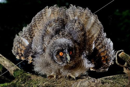 Biosphoto | 2042449 | Long-eared Owl in intimidation position on black background | &copy; Daniel Heuclin / Biosphoto