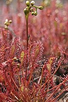 Biosphoto | 158203 | Long heaved Sundews in the peat bog of Lispach Vosges | &copy; André Simon / Biosphoto