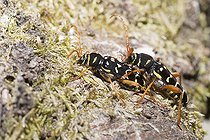 Biosphoto | 2411932 | Long-horned Beetle (Plagionotus arcuatus)mating, Regional Natural Park of Northern Vosges, France | &copy; Michel Rauch / Biosphoto
