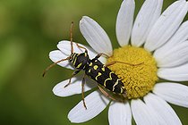 Biosphoto | 2074255 | Long-horned Beetle (Plagionotus arcuatus) on a flower, Regional Natural Park of Vosges du Nord, France | &copy; Michel Rauch / Biosphoto