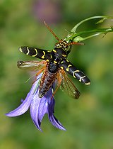 Biosphoto | 2074257 | Long-horned Beetle (Plagionotus arcuatus) on a flower, Regional Natural Park of Vosges du Nord, France | &copy; Michel Rauch / Biosphoto