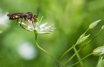 Biosphoto | 2445642 | Long-horned Nomad Bee (Nomada hirtipes) female, solitary bees, Vosges du Nord Regional Natural Park, France | &copy; Michel Rauch / Biosphoto
