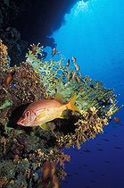 Biosphoto | 746878 | Long-jawed Squirrelfish, Sinai, Ras Mohammed, Red Sea, Egypt | &copy; Borut Furlan / WaterFrame / Biosphoto