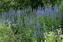Biosphoto | 1249734 | Long-leaf speedwells in bloom in a garden | &copy; Frédéric Didillon / Biosphoto