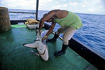 Biosphoto | 1251042 | Long-line fisherman cutting fins from Blacktip Shark | &copy; Jeffrey Rotman / Biosphoto