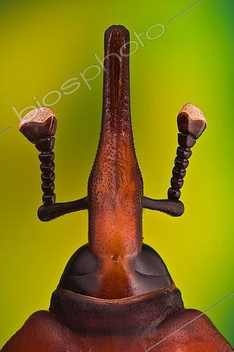 Biosphoto | 1289313 | Long snout and antennae of a Red palm weevil ; Rhynchophorus ferrugineus or red palm weevil; it is killing all palm trees in Spain, originary from South east Asia it is believed it came to Spain in some imported palm trees from Egypt. <br>Image digitally manipullated. <br> | &copy; Francisco Javier Torrent Andres / Visual and Written - Photo Collection / Biosphoto
