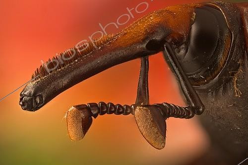 Biosphoto | 1289312 | Long snout of a Red palm weevil ; Rhynchophorus ferrugineus or red palm weevil; it is killing all palm trees in Spain, originary from South east Asia it is believed it came to Spain in some imported palm trees from Egypt. <br>Image digitally manipullated. <br> | &copy; Francisco Javier Torrent Andres / Visual and Written - Photo Collection / Biosphoto