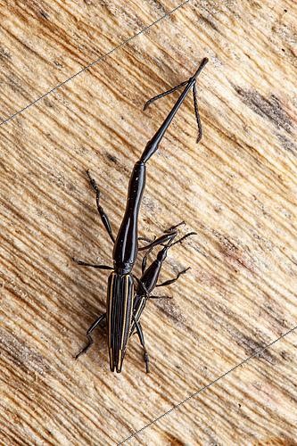 Biosphoto | 2497882 | Long-snouted weevil (Brentus anchorago), in situ, Cuajiniquil, Costa Rica | &copy; Frank Deschandol & Philippe Sabine / Biosphoto