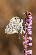 Biosphoto | 2622141 | Long-tailed blue (Lampides boeticus) on a bush heather in summer, Massif des Maures, near Hyères, Var, France. | &copy; André Simon / Biosphoto