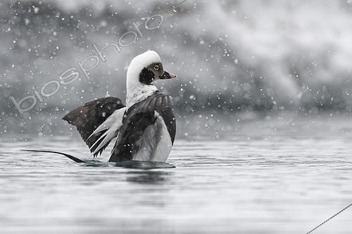 Biosphoto | 2392418 | Long-tailed Duck (Clangula hyemalis) in the port of Battsfjord, Varanger, Norway | &copy; Patrick Kientz / Biosphoto