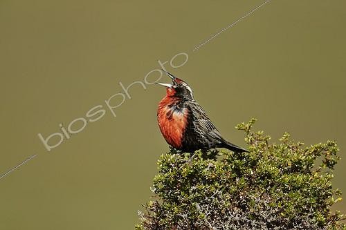 Biosphoto | 1958537 | Long-tailed Meadowlark male - Torres del Paine NP Chile | &copy; Ignacio Yufera / Biosphoto