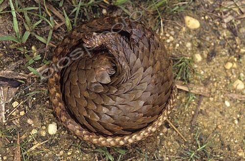 Biosphoto | 934250 | long-tailed Pangolin curling up in a bowl | &copy; Michel Gunther / Biosphoto