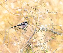 Biosphoto | 2450520 | Long-tailed Tit (Aegithalos caudatus) in blooming blackthorn on a spring evening | &copy; Marc Tisseau / Biosphoto