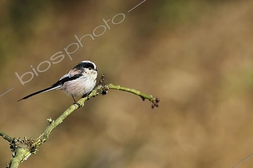 Biosphoto | 2274523 | Long-tailed Tit (Aegithalos caudatus) on a twig, Europe | &copy; Emile Barbelette / Biosphoto