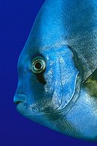 Biosphoto | 981090 | Longfin Batfish, Ras Mohammed, Sinai, Red Sea, Egypt | &copy; Borut Furlan / WaterFrame / Biosphoto