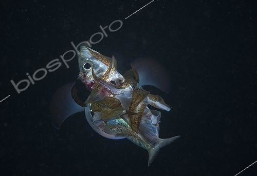 Biosphoto | 2008429 | Longfin reefsquid catching a fish at night - Fiji Islands | &copy; Tobias Bernhard Raff / Biosphoto