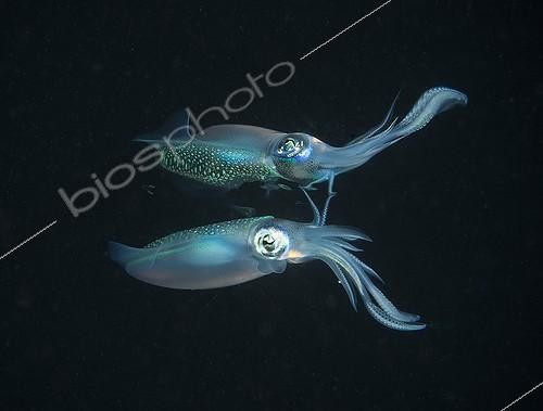 Biosphoto | 2008431 | Longfin reefsquid with surface reflexion - Fiji Islands | &copy; Tobias Bernhard Raff / Biosphoto