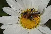 Biosphoto | 2094526 | Longhorn beetle (Stenopterus ater) in flight on a daisy, Northern Vosges Regional Nature Park, Biosphere Reserve, France | &copy; Michel Rauch / Biosphoto