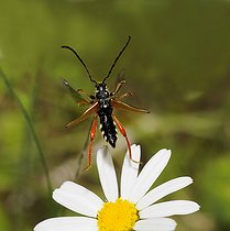 Biosphoto | 2094528 | Longhorn beetle (Stenopterus rufus) in flight on a daisy, Northern Vosges Regional Nature Park, Biosphere Reserve, France | &copy; Michel Rauch / Biosphoto