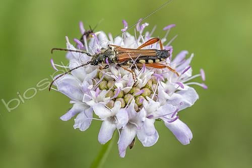 Biosphoto | 2562410 | Longhorn beetle (Stenopterus rufus) on Scabious (Scabiosa sp.) flower, Gard, France | &copy; Marie Aymerez / Biosphoto