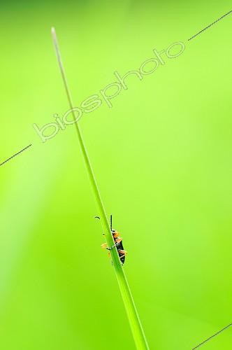 Biosphoto | 675868 | Longicorne se réchauffant au soleil sur un brin d'herbe | &copy; Bruno Guénard / Biosphoto