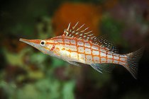 Biosphoto | 981119 | Longnose Hawkfisch, Ras Mohammed, Sinai, Red Sea, Egypt | &copy; Borut Furlan / WaterFrame / Biosphoto