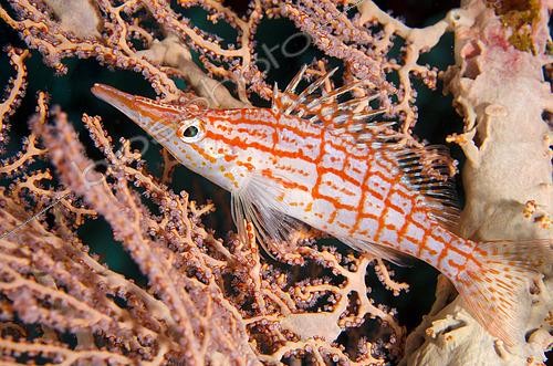 Biosphoto | 2487996 | Longnose Hawkfish (Oxycirrhites typus) in Sea Fan, Gili Tepekong dive site, Candidasa, Bali, Indonesia | &copy; Colin Marshall / Biosphoto