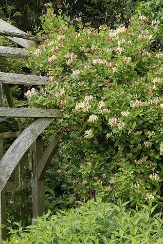 Biosphoto | 2514672 | Lonicera caprifolium | &copy; Visions Pictures / Biosphoto