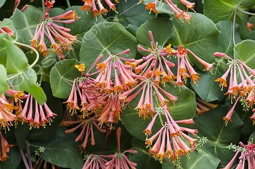 Biosphoto | 2533050 | Lonicera sempervirens | &copy; Visions Pictures / Biosphoto