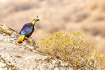 Biosphoto | 2593193 | Lophophore resplendissant (Lophophorus impejanus) au sol, Langtang, Himalaya, Népal | &copy; Bastien Chaix / Biosphoto