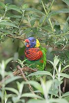Biosphoto | 1247196 | Loriquet à tête bleue Villard les Dombes dans l'Ain France | &copy; Jean-François Noblet / Biosphoto