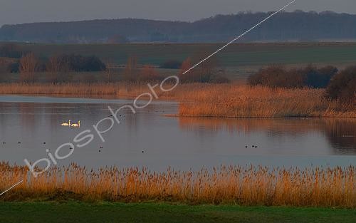Biosphoto | 2598310 | Lorraine pond in the early morning at the end of winter, Lorraine Regional Nature Park, France | &copy; Michel Rauch / Biosphoto