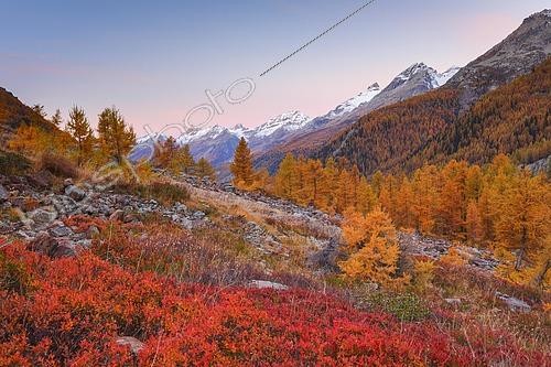 Biosphoto | 2460104 | Lötschental, Valais, Switzerland, Europe | &copy; Patrick Frischknecht / imageBROKER / Biosphoto