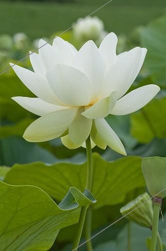Biosphoto | 1293576 | Lotus en fleur dans un bassin de jardin | &copy; Frédéric Didillon / Biosphoto