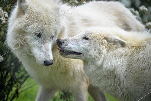 Biosphoto | 2462124 | Loup arctique (Canis lupus arctos) au printemps | &copy; Stéphanie Meng / Biosphoto