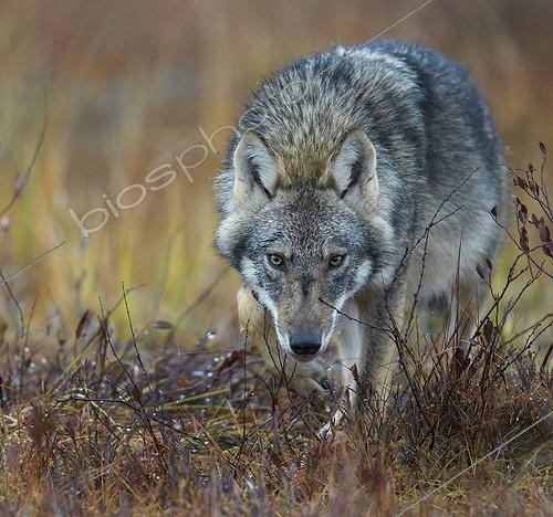 Biosphoto | 2019956 | Loup commun dans une tourbière en Finlande orientale | &copy; Niko Pekonen / Biosphoto