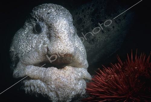 Biosphoto | 1778428 | Loup de mer et Oursin rouge géant Colombie Britannique | &copy; Jeffrey Rotman / Biosphoto