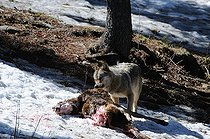 Biosphoto | 1249114 | Loup des Abruzzes mangeant une proie dans la neige | &copy; Daniel Heuclin / Biosphoto