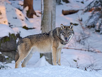 Biosphoto | 2609766 | Loup d'Eurasie (Canis lupus) en hiver dans le parc national de la Forêt bavaroise, zone d'enclos, Allemagne, Europe. | &copy; Martin Zwick / Biosphoto