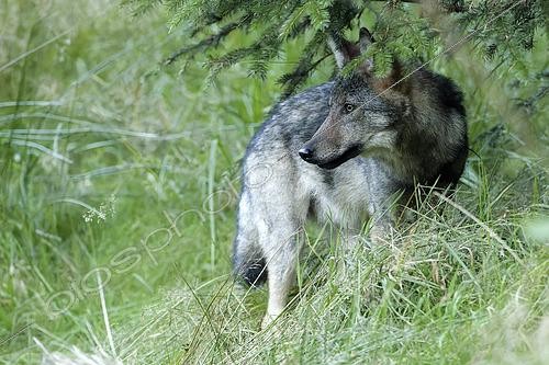 Biosphoto | 2601342 | Loup gris (Canis lupus), Hautes fagnes, Belgique | &copy; Christian Cabron / Biosphoto