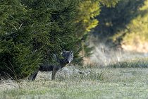Biosphoto | 2601695 | Loup gris (Canis lupus), Hautes-Fagnes, Belgique | &copy; Christian Cabron / Biosphoto