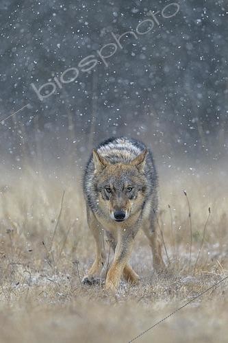 Biosphoto | 2544636 | Loup gris (Canis lupus), traversant une prairie sous une forte chute de neige, Parc national de la Mala Fatra, Slovaquie | &copy; Bernd Zoller / imageBROKER / Biosphoto