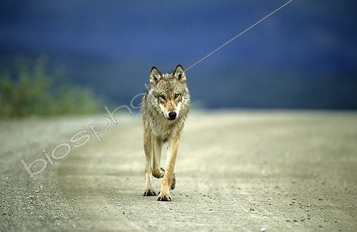 Biosphoto | 178917 | Loup marchant sur une piste PN Denali Alaska | &copy; Robert Valarcher / Biosphoto