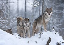 Biosphoto | 2418408 | Loups gris (Canis lupus), deux juvéniles et un adulte, debout dans la neige, en captivité, Bavière, Allemagne | &copy; Frank Sommariva / imageBROKER / Biosphoto