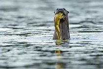 Biosphoto | 2585751 | Loutre de rivière (Lontra canadensis) et Grenouille taureau (Lithobates catesbeianus). Loutre de rivière venant d'attraper une grenouille taureau, une de ses proies favorites. Parc national de la Mauricie. Province de Québec. Canada. | &copy; Philippe Henry / Biosphoto