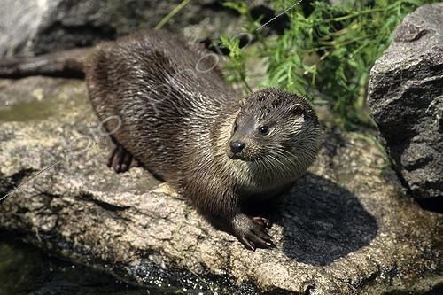 Biosphoto | 106410 | Loutre d'Eurasie sur un rocher Alsace | &copy; Gilles Martin / Biosphoto