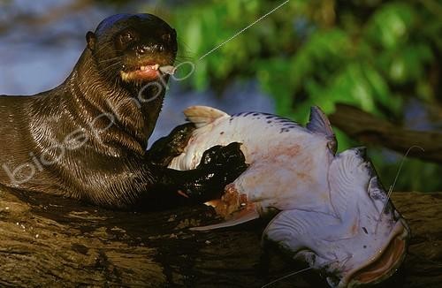 Biosphoto | 5643 | Loutre géante mangeant un poisson Pantanal Brésil ; Pseudoplastystoma fasciatum | &copy; Theo Allofs / Biosphoto