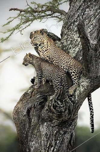 Biosphoto | 2057236 | Love in the savannah - Mother and son of leopard on a tree | &copy; Alberto Ghizzi Panizza / Biosphoto