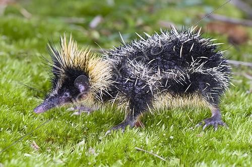 Biosphoto | 1957497 | Lowland Streaked Tenrec - Madagascar | &copy; GTW / imageBROKER / Biosphoto